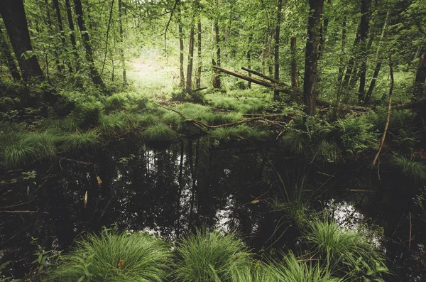 Palude nella foresta verde, paesaggio selvaggio — Foto Stock