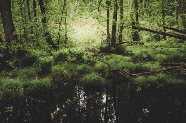 Zelená bažina přírodní krajina se stromy a bujnou vegetací — Stock fotografie