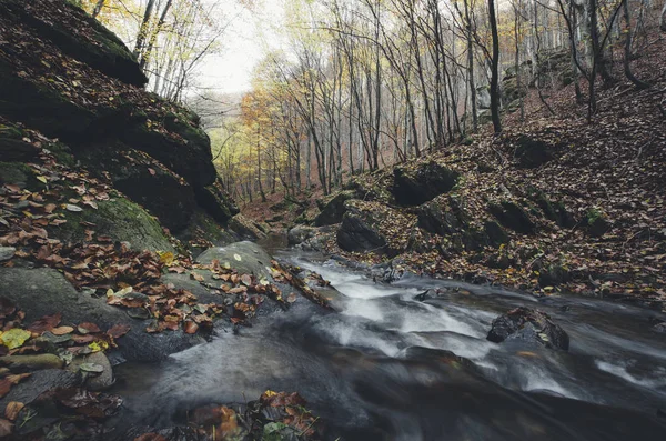 Torrente foresta, paesaggio autunnale con foglie colorate — Foto Stock