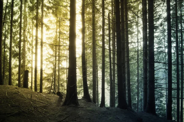 Luz do pôr do sol na paisagem floresta fantasia — Fotografia de Stock