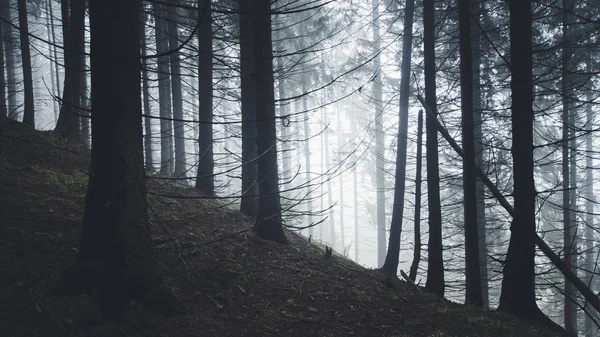 濃い霧の松の森の風景 — ストック写真
