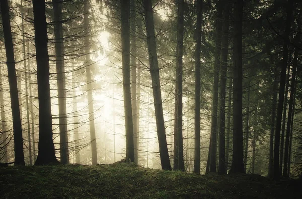 Luz del amanecer en el paisaje del bosque de pinos de la mañana — Foto de Stock