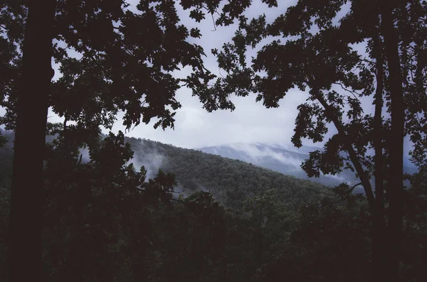 有森林、小山和树枝的黑暗雨天景观 — 图库照片