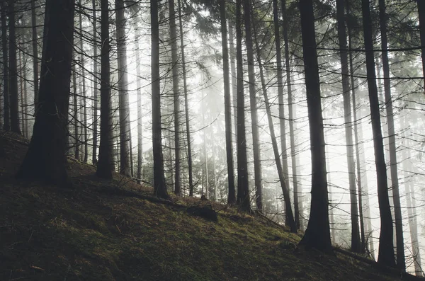 Foresta di pini nebbioso su sfondo meteo piovoso paesaggio — Foto Stock