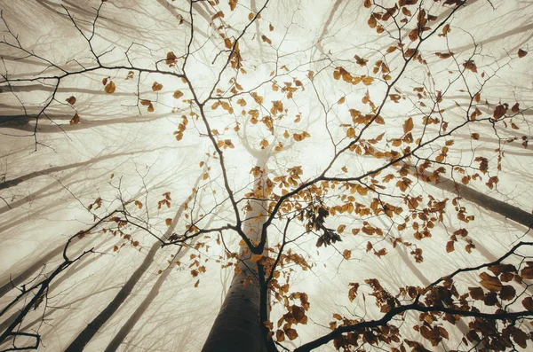 Низький кут лісового пейзажу, осіннє листя на гілці дерев. Вид на небо в дощовий день — стокове фото