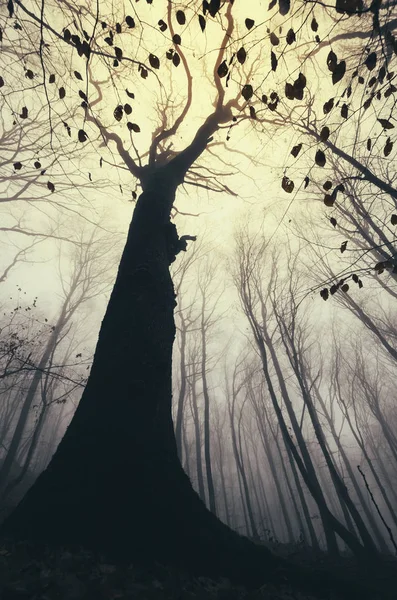 Vieille silhouette d'arbre en forêt avec des feuilles et la lumière du coucher du soleil dans le brouillard — Photo