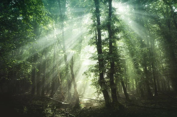 Sun rays in green forest — Stock Photo, Image