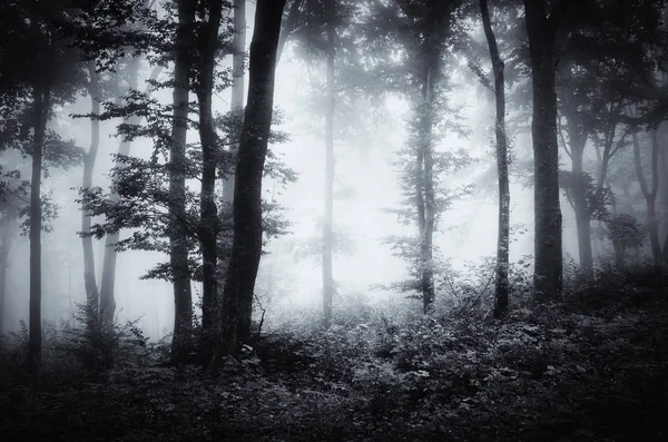 Floresta escura paisagem de Halloween — Fotografia de Stock