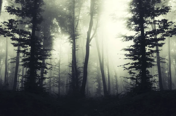 Fantaisie forêt arrière-plan, paysage atmosphérique — Photo