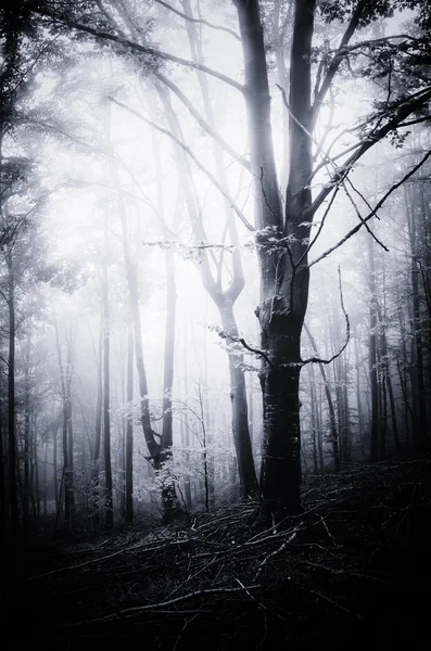 Tree in mysterious dark forest — Stock Photo, Image