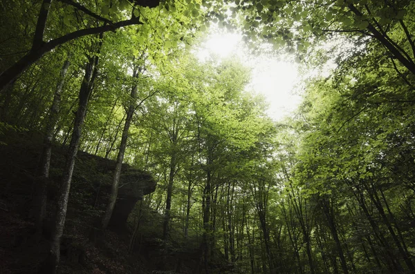 Grüne natürliche Waldhintergrund — Stockfoto