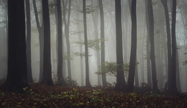 Árboles en la niebla en el bosque oscuro, paisaje de otoño fondo —  Fotos de Stock