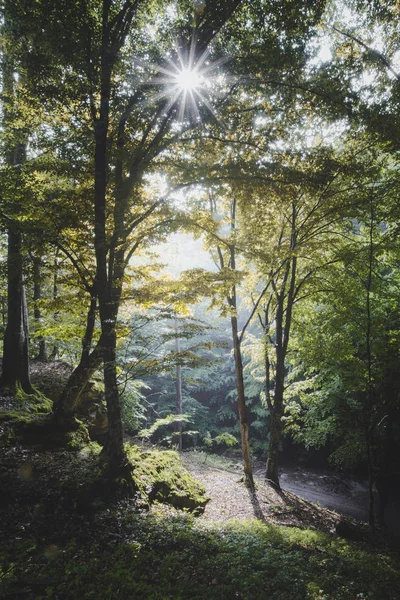 Nap a természetes erdő táj — Stock Fotó
