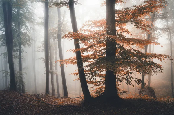 Folhagem de outono vívida na paisagem floresta fantasia — Fotografia de Stock
