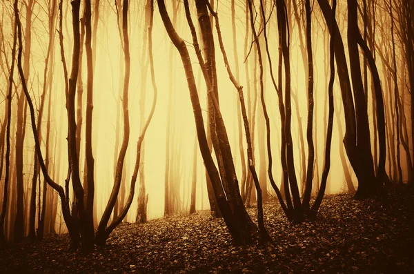 Árvores em nevoeiro na floresta ao nascer do sol — Fotografia de Stock