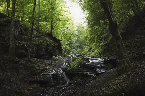 Bos vallei landschap met groen gebladerte — Stockfoto