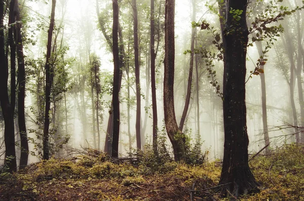 Forêt brumeuse en automne — Photo