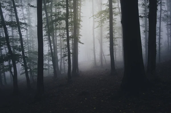 Темный туманный лесной фон — стоковое фото