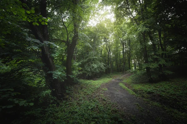 Paisaje verde del bosque en bosques naturales de verano —  Fotos de Stock