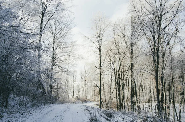 Luz da noite no cenário da floresta de inverno — Fotografia de Stock