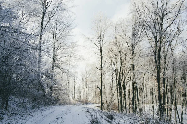 Abendlicht in winterlicher Waldlandschaft — Stockfoto