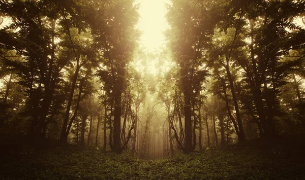 Floresta simétrica surreal sob a luz do pôr do sol — Fotografia de Stock