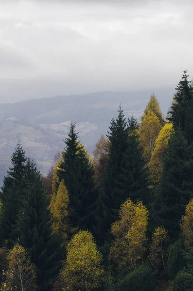 Paysage d'automne avec des arbres colorés dans la forêt de pins — Photo