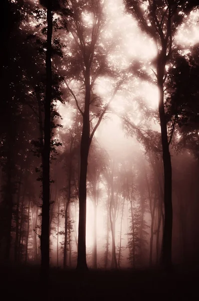 Sagome di alberi misteriosi e scuri nella foresta nebbiosa Immagini Stock Royalty Free