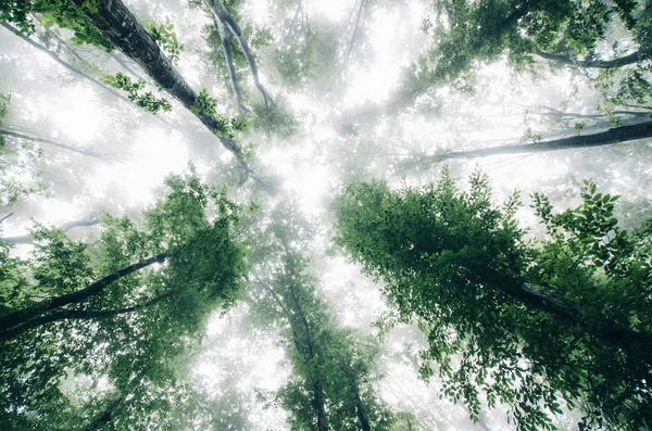 Vy mot himlen i dimmig skog med grönt lövverk — Stockfoto