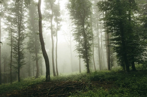 Gröna träd i dimmiga skog — Stockfoto