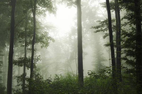 Nebbioso verde foresta sfondo — Foto Stock