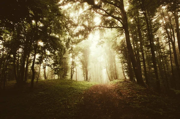 Fantasielandschaft, magischer Waldweg im Herbst Sonnenuntergang Licht — Stockfoto