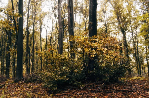 Arbres colorés en forêt le jour de l'automne pluvieux — Photo