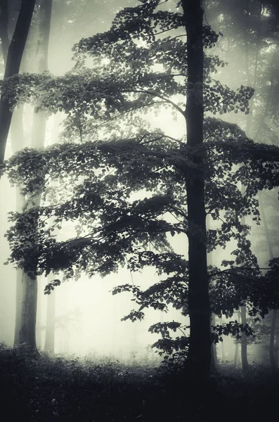 Forest tree in mist landscape — Stock Photo, Image