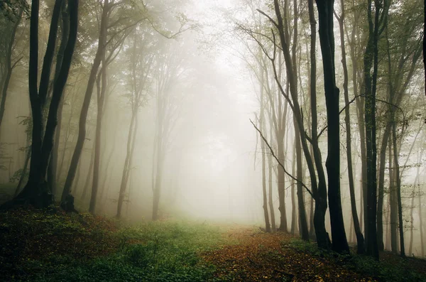 Фэнтези лесной путь с деревьями на фоне тумана — стоковое фото