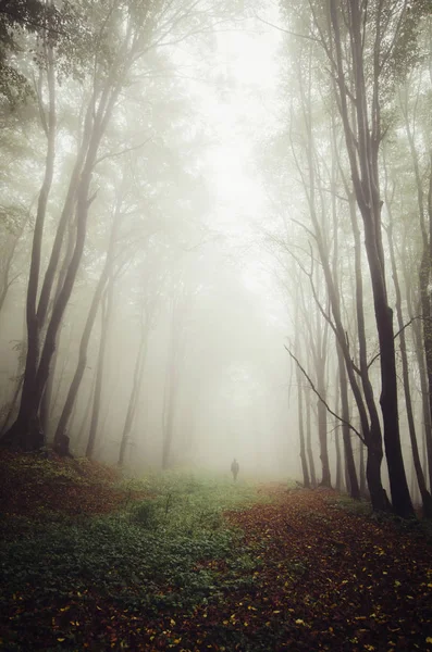 Surreal forest path in mist with man silhouette in the distance — 스톡 사진