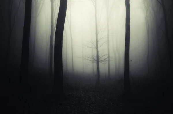 Bomen in donker mistig bos. Mysterieus boslandschap — Stockfoto