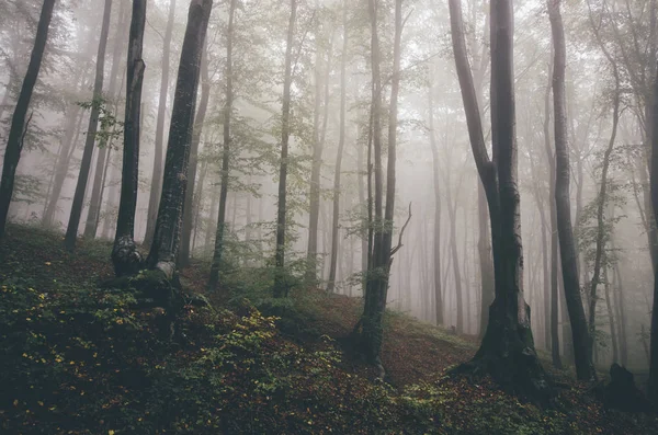 Neblige Waldlandschaft am regnerischen Tag Hintergrund — Stockfoto