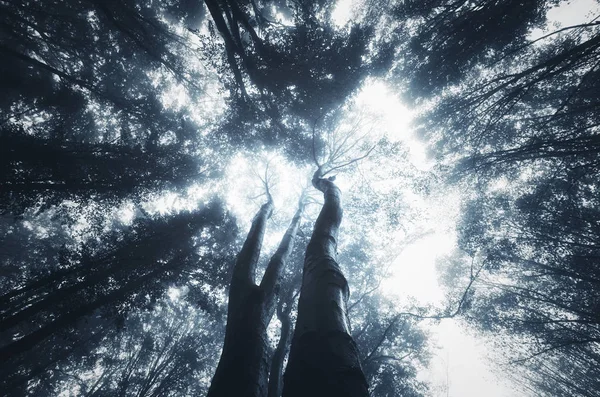 Vista hacia el cielo en el oscuro bosque de fantasía — Foto de Stock