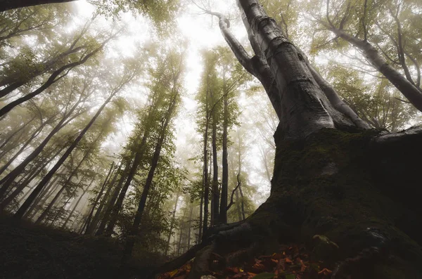 Raíces de árbol de perspectiva a nivel del suelo en bosque de fantasía brumoso — Foto de Stock