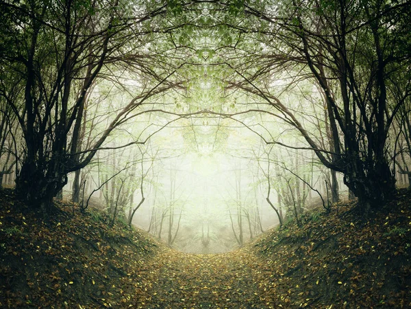 Symetrický les s cestičkou mezi stromy v mlze — Stock fotografie