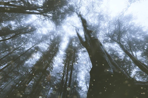 Fantasy las w magicznym świetle, niski kąt widzenia krajobraz — Zdjęcie stockowe