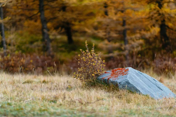 Akkem tal im altaigebirge naturpark — Stockfoto