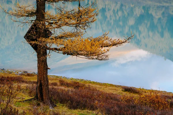 Vista através da árvore no lago no Vale de Akkem no Parque Natural das Montanhas Altai — Fotografia de Stock