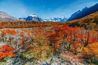 Parlak renkler sonbahar ve park Los Glaciares manzaralar. Patagonia, Arjantin tarafı düşmek