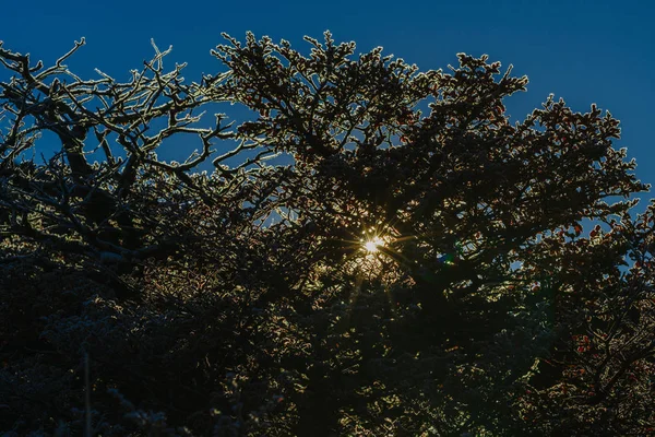 Herbstpatagonien und der mit Raureif bedeckte Busch. Argentinischer Teil — Stockfoto