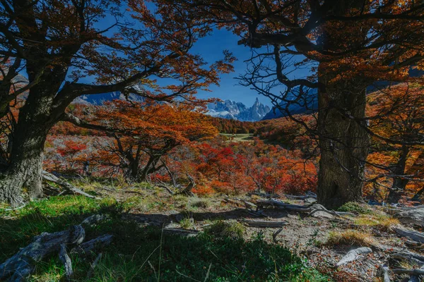 Cores brilhantes de outono e paisagens do parque Los Glaciares. Queda na Patagônia, o lado argentino — Fotografia de Stock