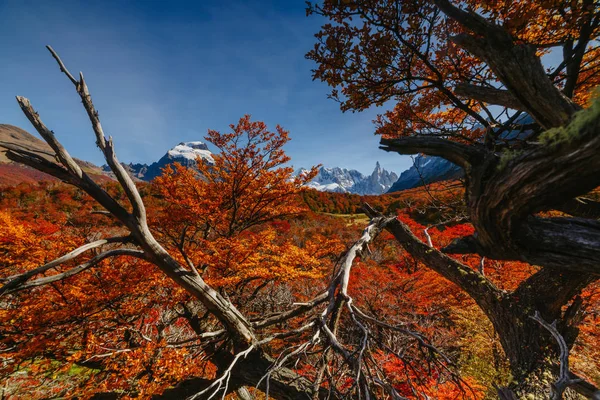 Cores brilhantes de outono e paisagens do parque Los Glaciares. Queda na Patagônia, o lado argentino — Fotografia de Stock