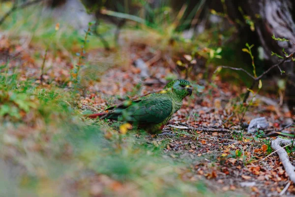 Loro en los bosques del parque Los Glaciares. Otoño en Patagonia, el lado argentino — Foto de Stock