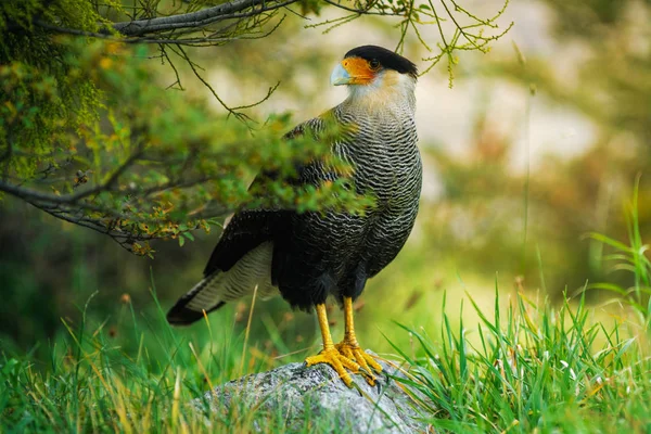 Oiseau de la Caracara dans le parc national des Torres del Paine. Automne en Patagonie, côté chilien — Photo